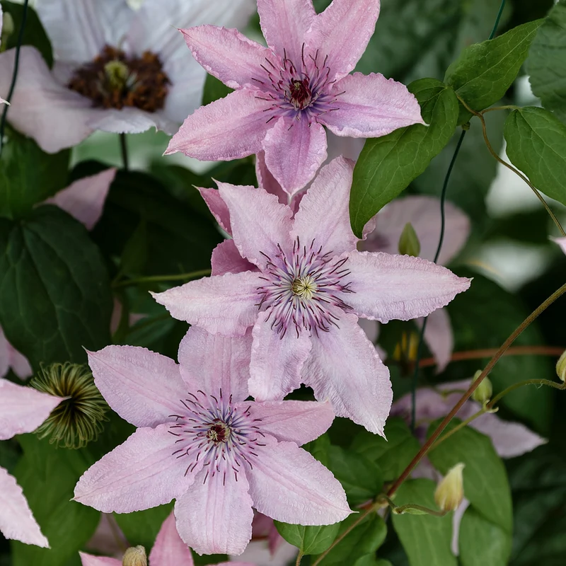 Clematis 'Hagley Hybrid' Rosa