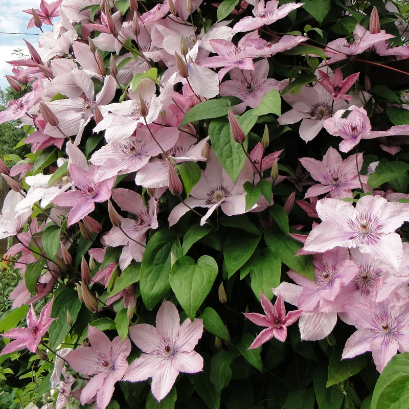 Clematis 'Hagley Hybrid' Rosa