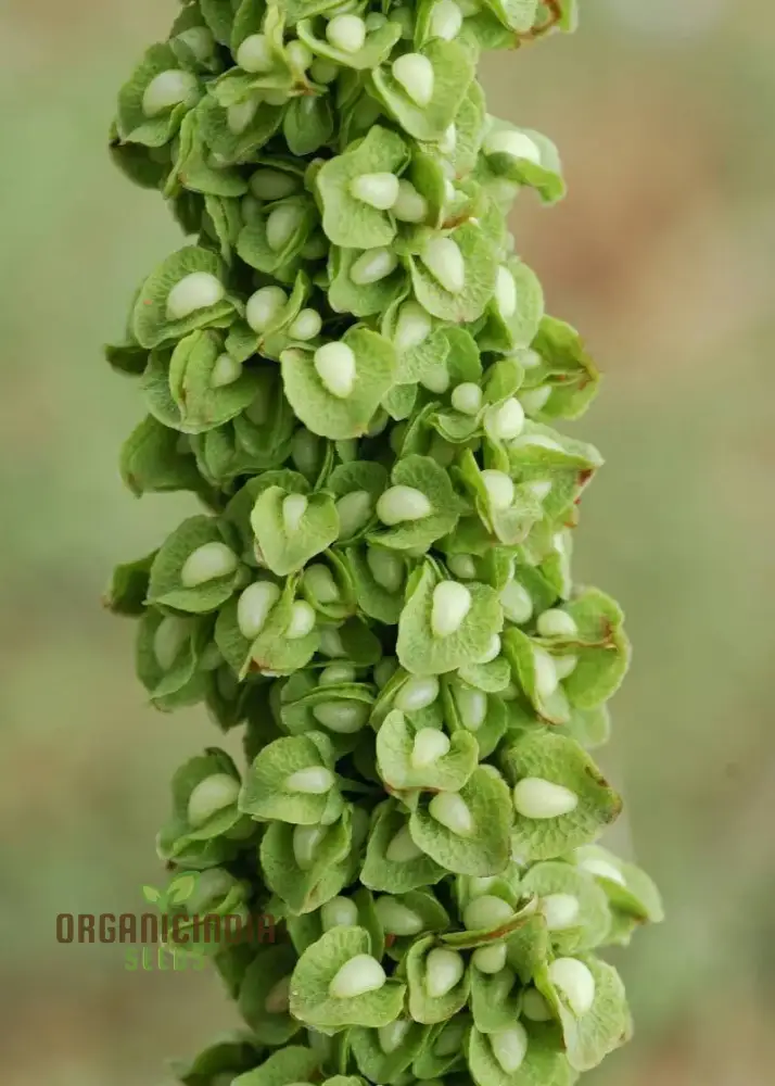 Biological Crispus 50 Rumex Seeds for Planting - 100 Pcs