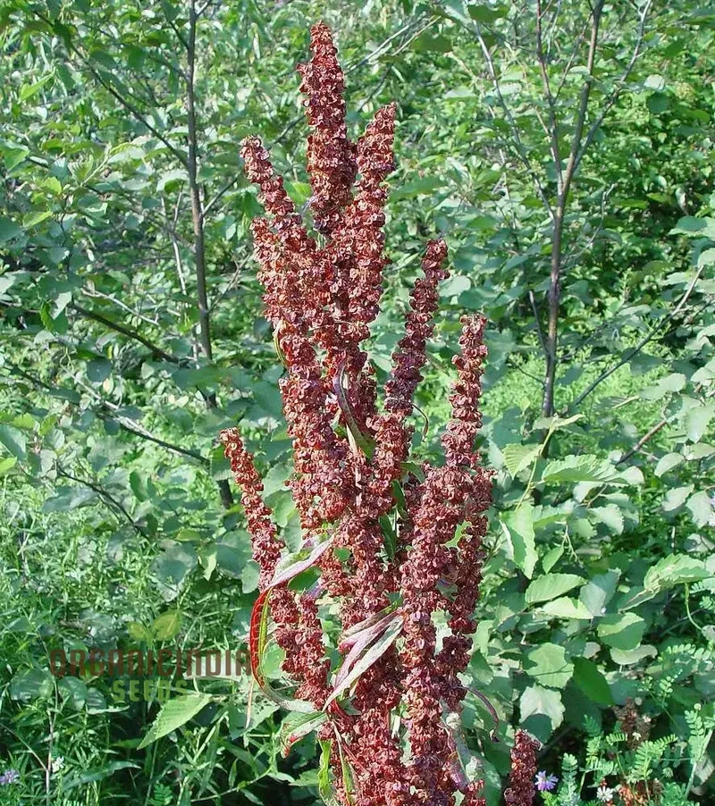 Biological Crispus 50 Rumex Seeds for Planting - 100 Pcs