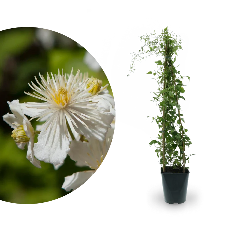 Clematis 'Paul Farges' Weiß