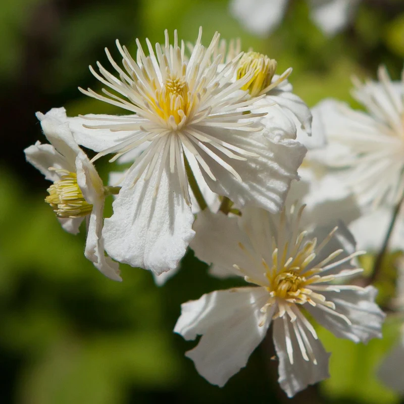 Clematis 'Paul Farges' Weiß