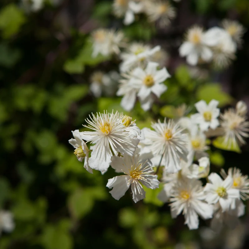 Clematis 'Paul Farges' Weiß