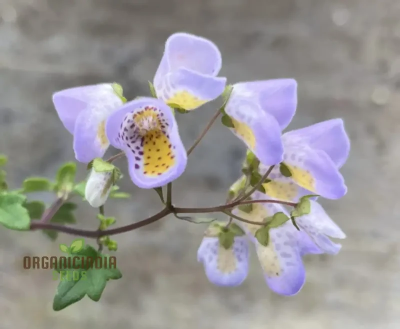 Jovellana punctata Seeds - 100 Pcs for Planting