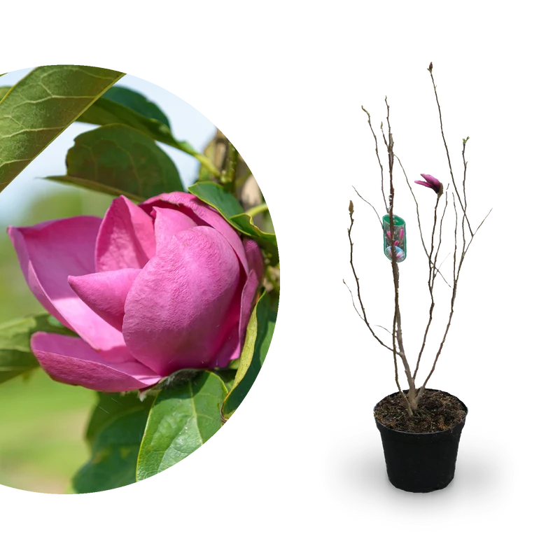 Magnolie 'Cleopatra'® Purpurrosa-bläulich