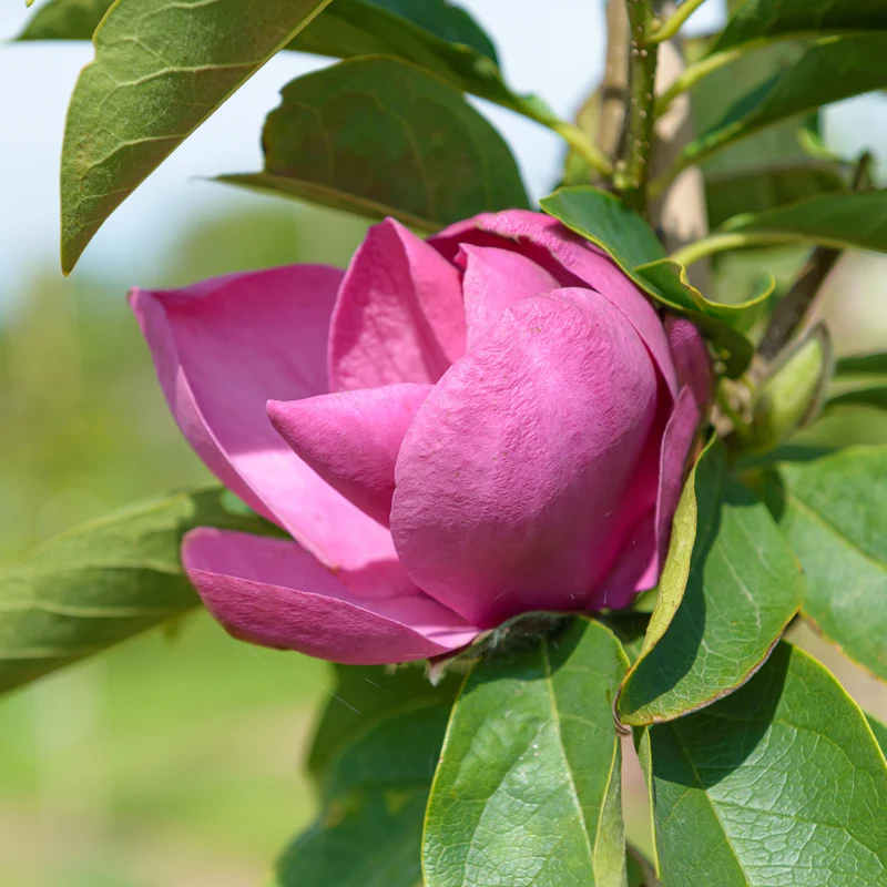 Magnolie 'Cleopatra'® Purpurrosa-bläulich