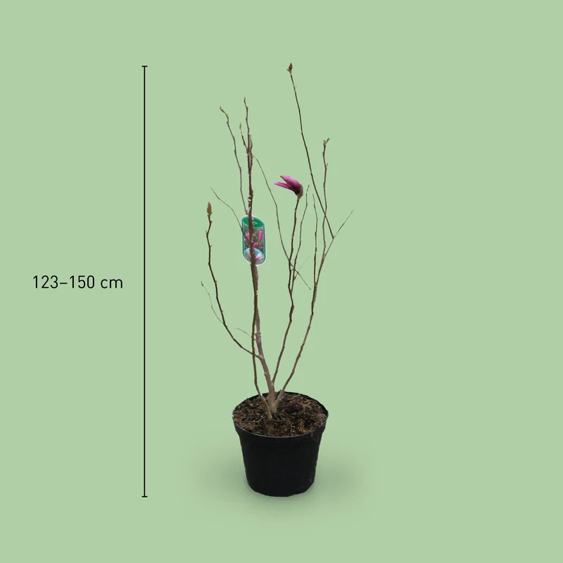 Magnolie 'Cleopatra'® Purpurrosa-bläulich