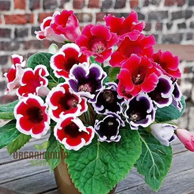 Gloxinia Seeds (Semi Gloxinia Impricer Mix Seeds) - Vibrant Mixed Bloom Colors for Planting