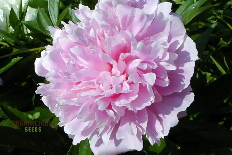 Peony Heirloom Seeds - Robusta Sorbetto Black (100 pcs)