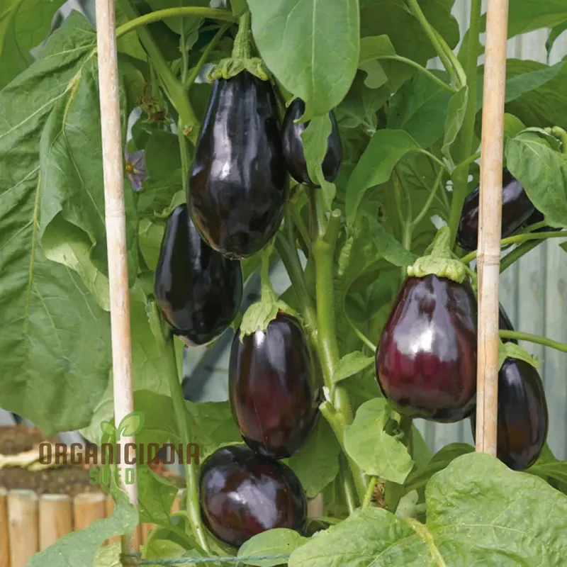 Aubergine 'Bonica' F1 Hybrid Seeds for Gardening Enthusiasts | Premium Quality Vegetable Seeds