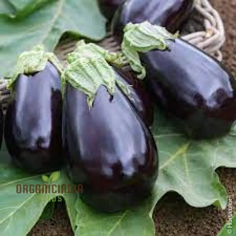 Aubergine 'Bonica' F1 Hybrid Seeds for Gardening Enthusiasts | Premium Quality Vegetable Seeds