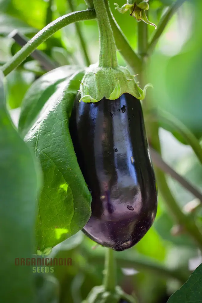 Aubergine 'Bonica' F1 Hybrid Seeds for Gardening Enthusiasts | Premium Quality Vegetable Seeds