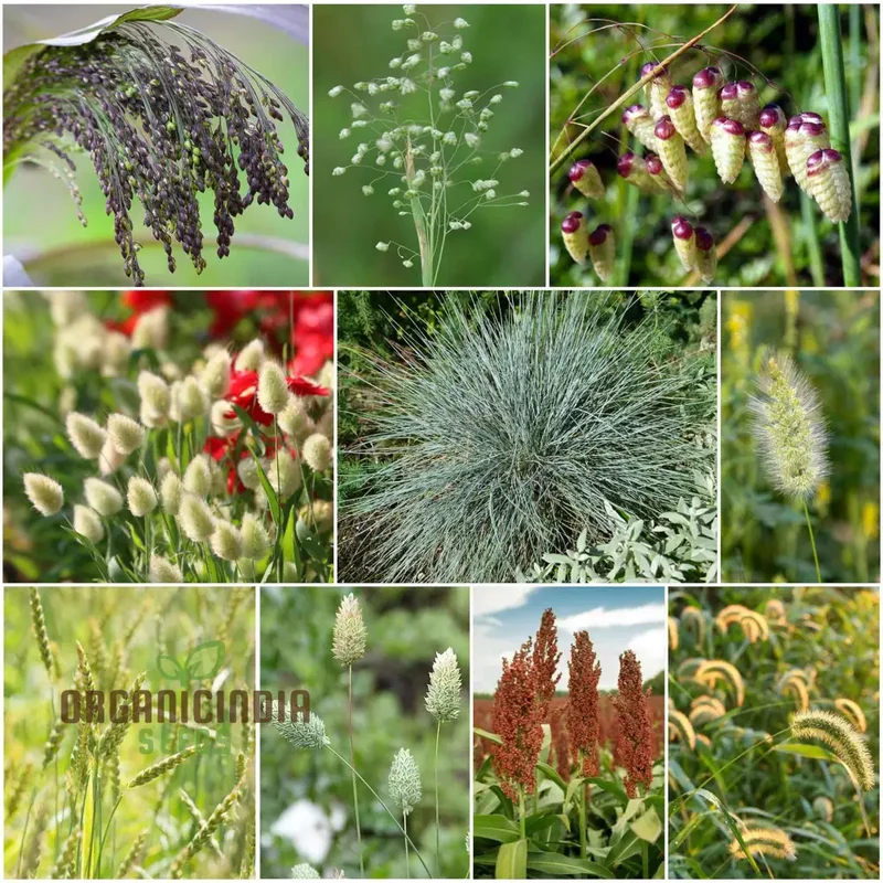Annual Ornamental Grass Mix Seeds – Easy-to-Grow Vibrant Garden Grasses for Landscaping & Borders