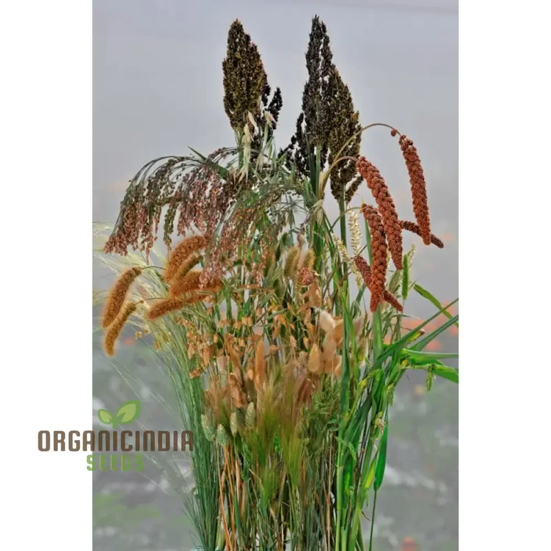 Annual Ornamental Grass Mix Seeds – Easy-to-Grow Vibrant Garden Grasses for Landscaping & Borders
