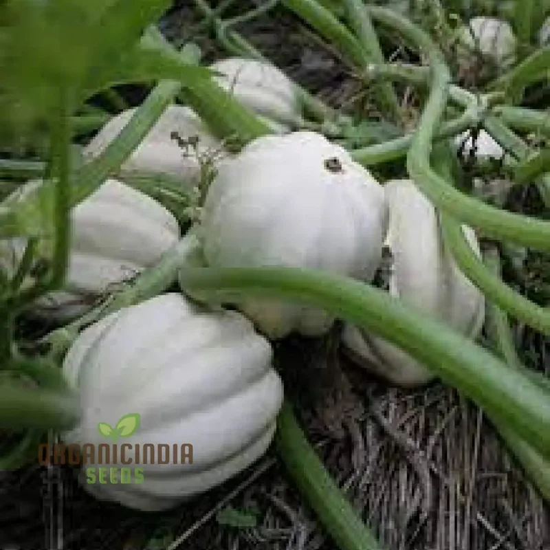 Squash 'Mashed Potatoes' F1 Hybrid Seeds High-Yield Gardening Variety, Easy to Grow, Perfect for Home Gardeners