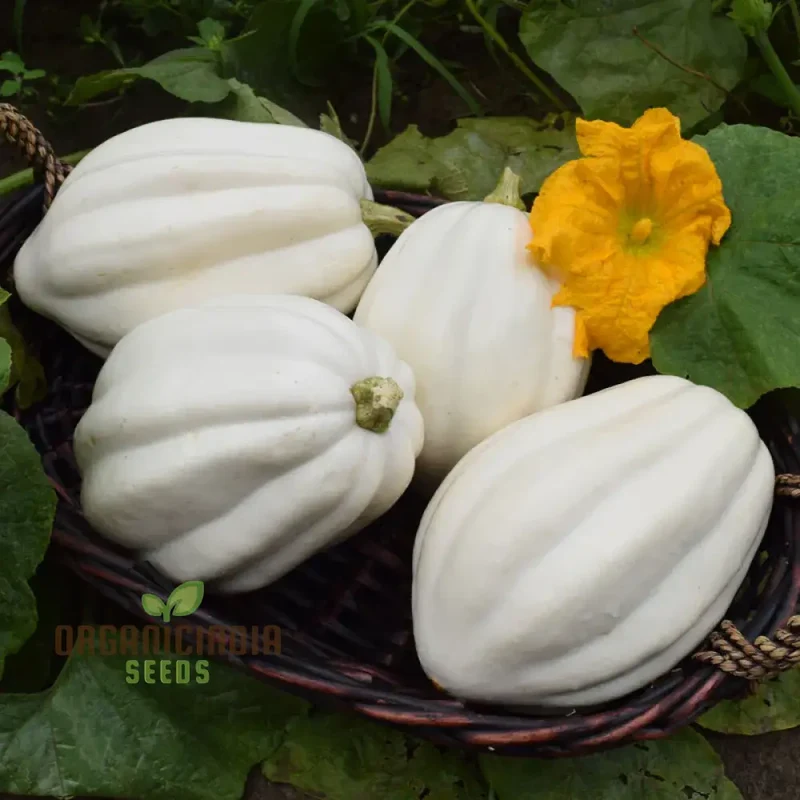 Squash 'Mashed Potatoes' F1 Hybrid Seeds High-Yield Gardening Variety, Easy to Grow, Perfect for Home Gardeners