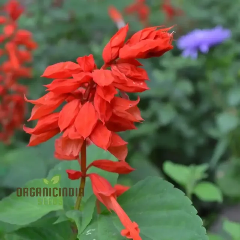 SALVIA - BLOOD SAGE Seeds for Gardening Enthusiasts | Premium Quality Planting Seeds
