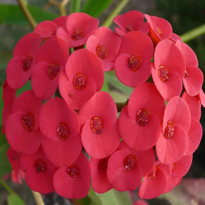 Cactus Euphorbia Milii Seeds – Thorny Crown of Thorns Flower Planting