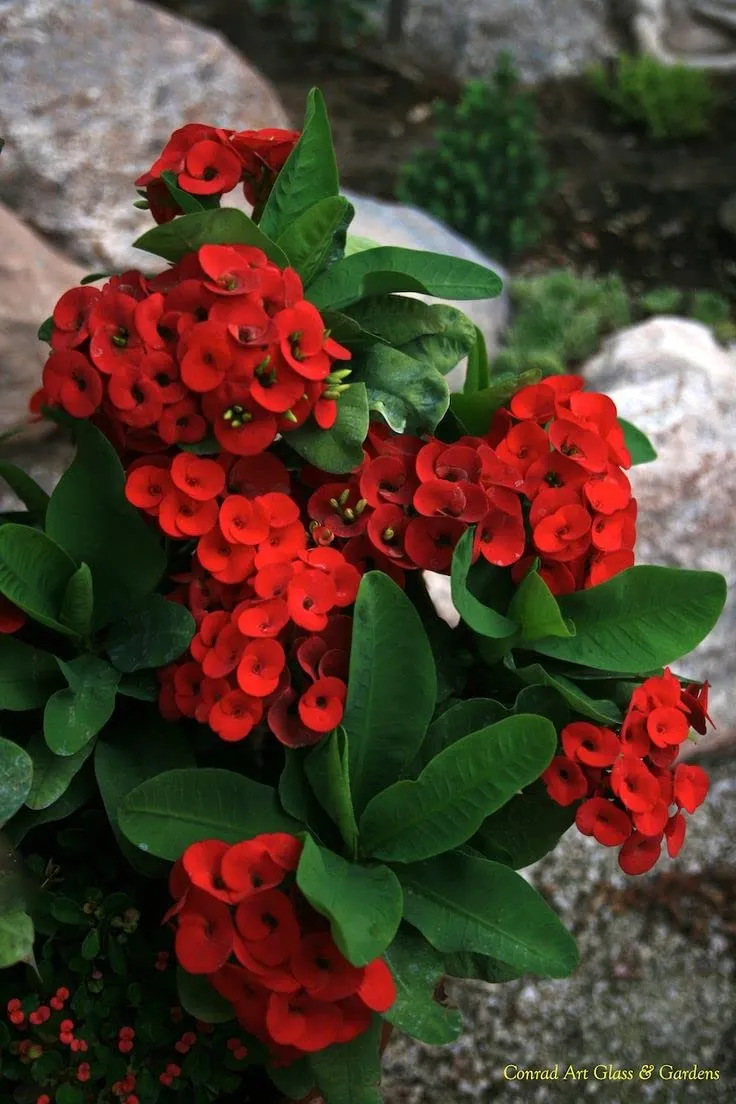 Cactus Euphorbia Milii Seeds – Thorny Crown of Thorns Flower Planting