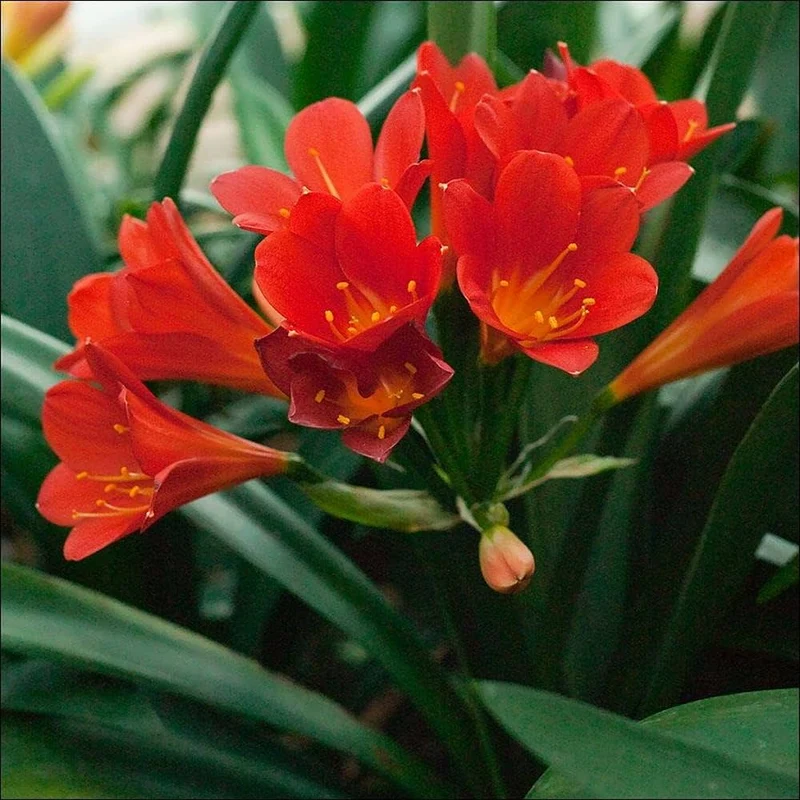 Clivia Mixed Seeds for Planting