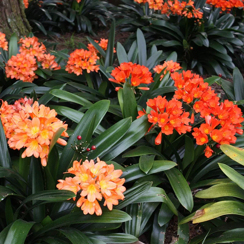 Clivia Mixed Seeds for Planting