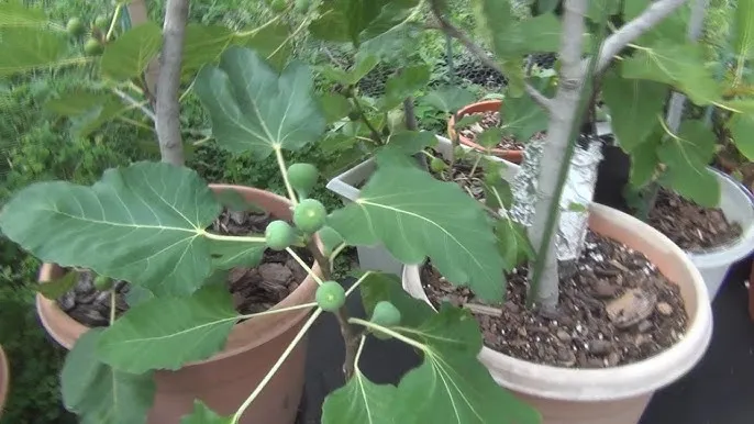 Black Madeira Fig Seeds for Planting - 100 pcs