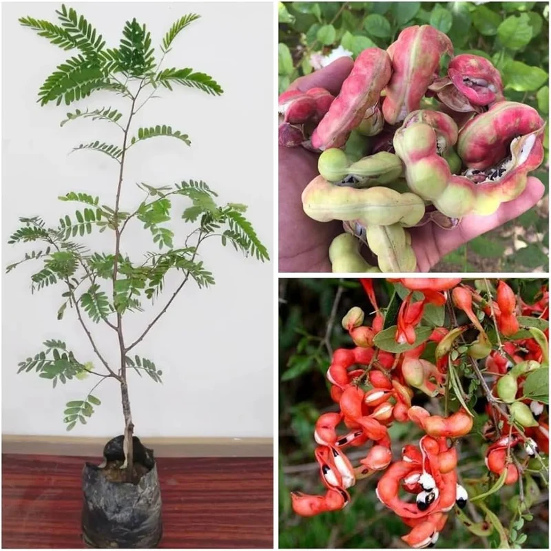 Manila Tamarind Tree Seeds for Planting, 100 pcs