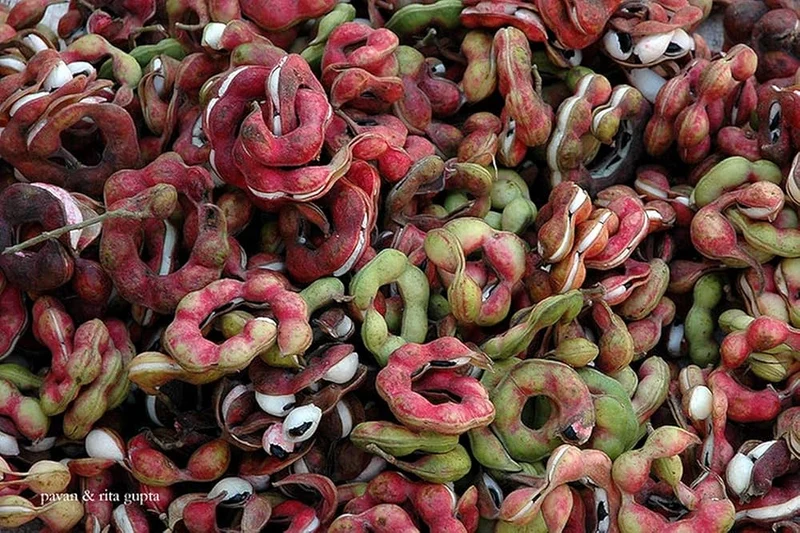 Manila Tamarind Tree Seeds for Planting, 100 pcs