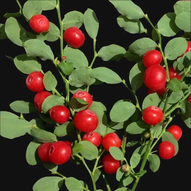 Planting Red Huckleberry Seeds - 100 pcs