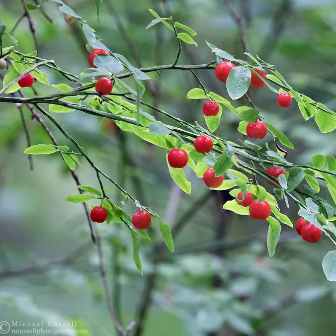 Planting Red Huckleberry Seeds - 100 pcs