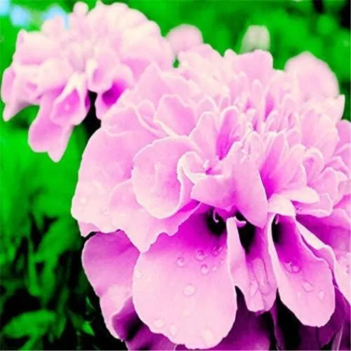 Pink Color French Marigold Seeds for Planting