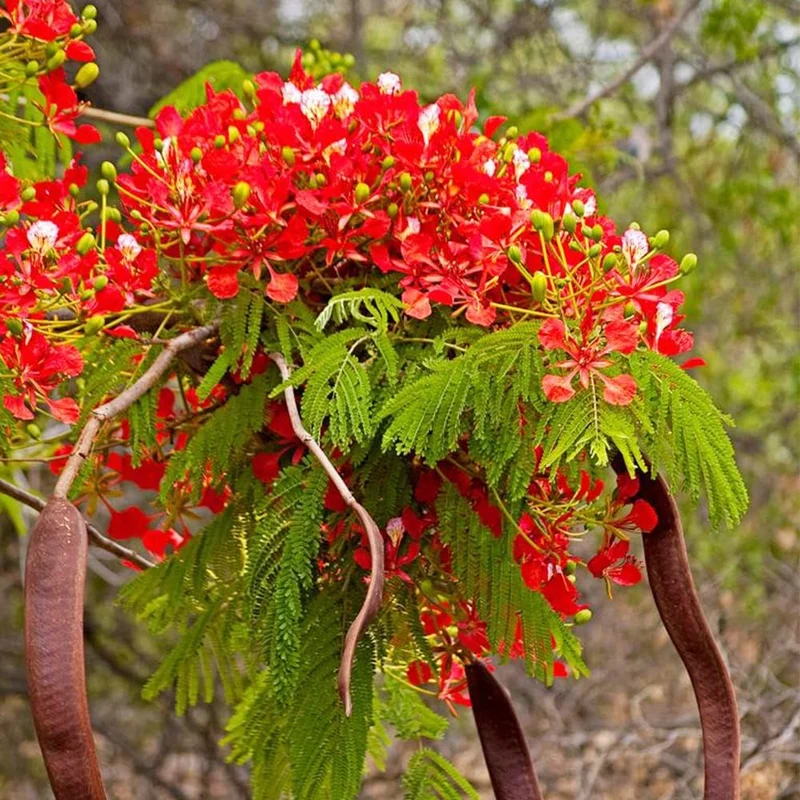 Flamboyant Flame Tree Seeds, Delonix Regia for Planting
