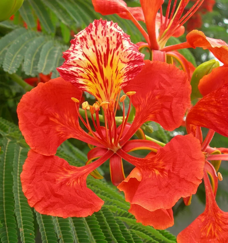 Flamboyant Flame Tree Seeds, Delonix Regia for Planting