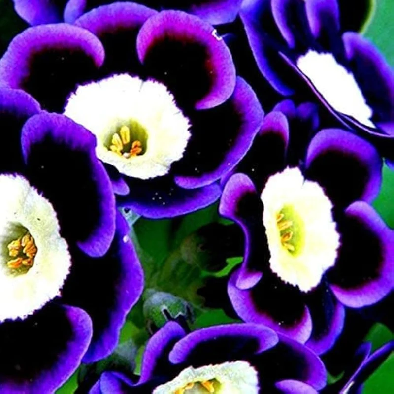 Scarce Rare Blue Petunia Seeds, Planting