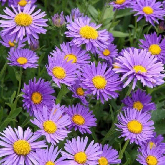 Dwerk-Aster (Aster alpinus 'Dunkle Schone')
