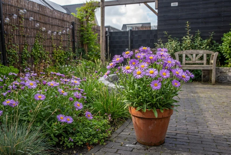 Dwerk-Aster (Aster alpinus 'Dunkle Schone')