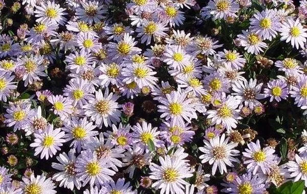 Herbst-Esche (Aster ageratoides 'Stardust')
