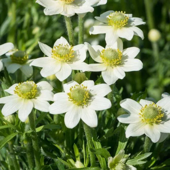 Anemone (Anemone Annabella 'White')