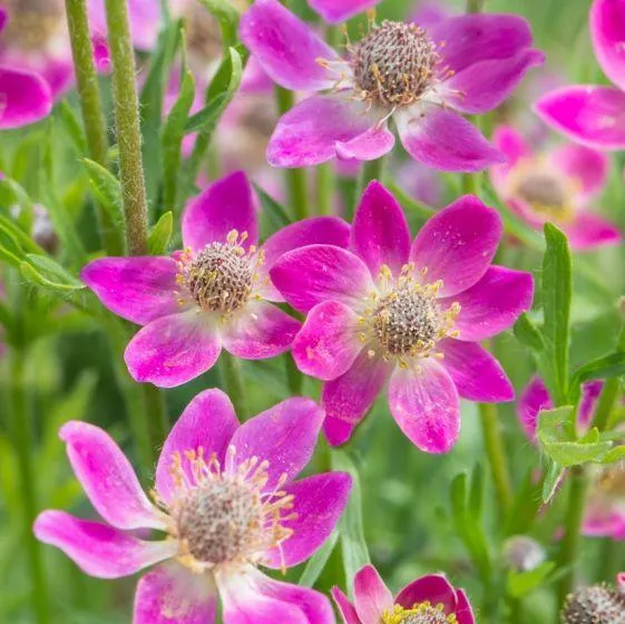 Anemone (Anemone Annabella 'Deep Rose')