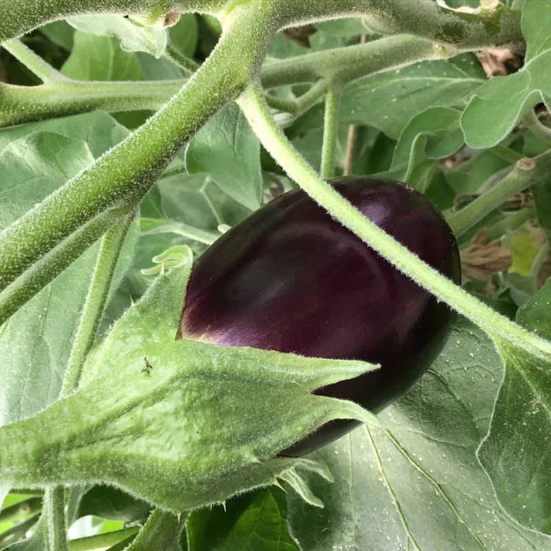 Auberginen Violetta Lunga 2