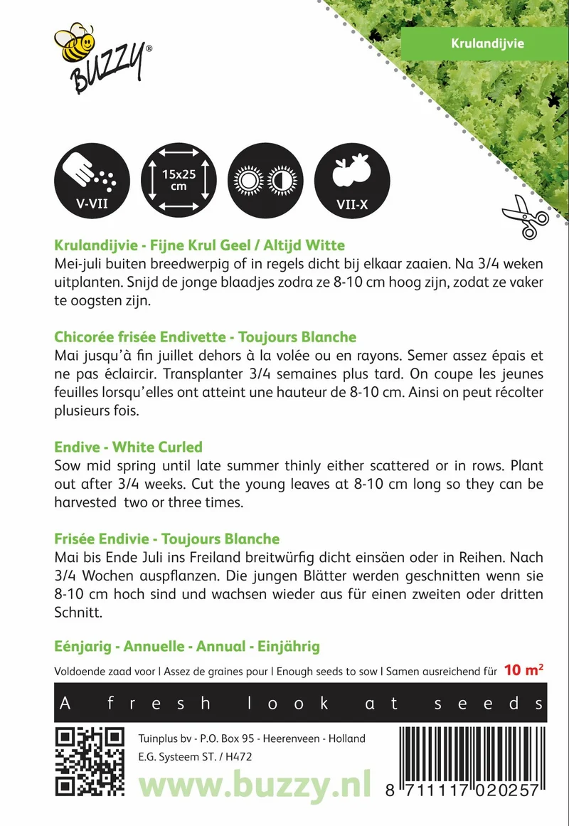 Krause Endivie, fein gelockt, gelb/immer weiß
