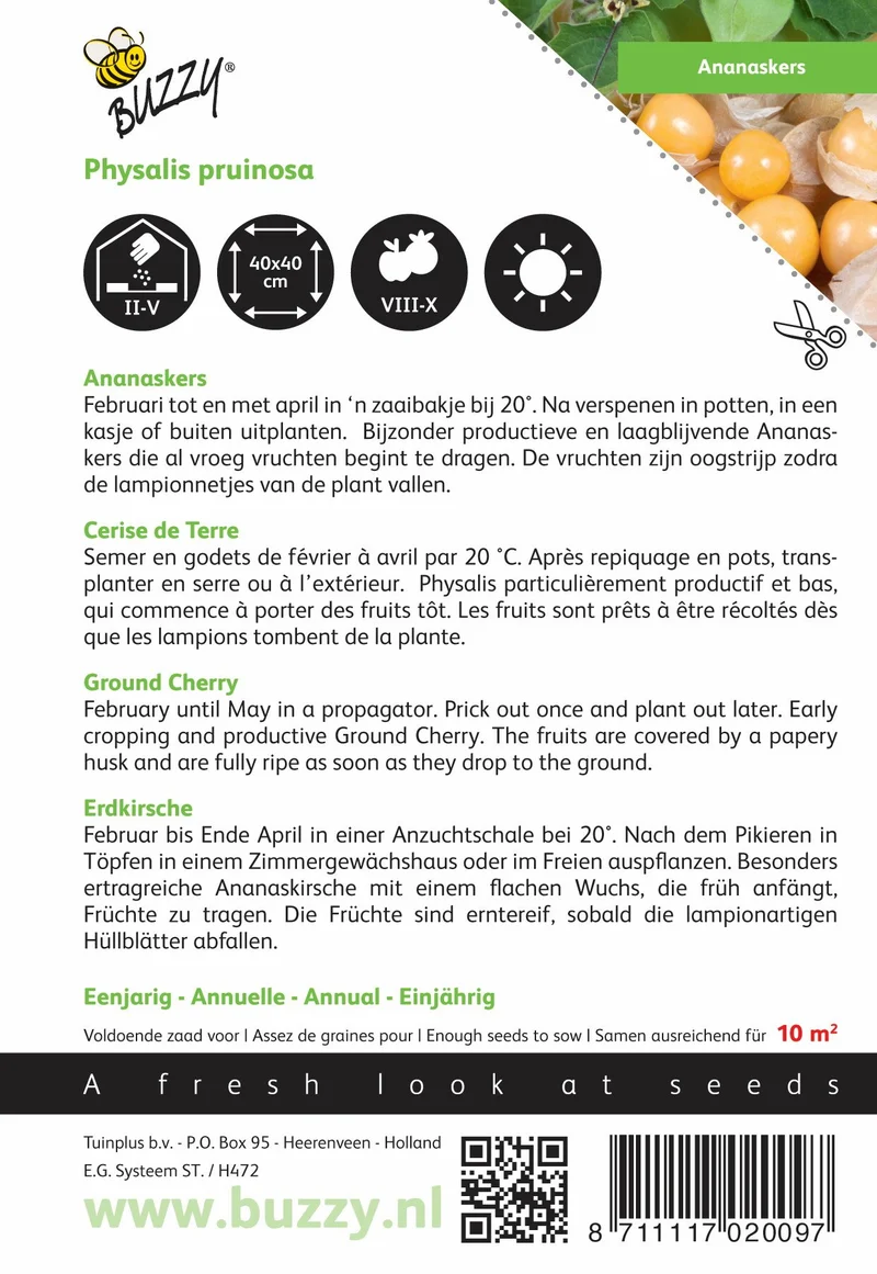 Ananaskirsche (Physalis pruinosa)