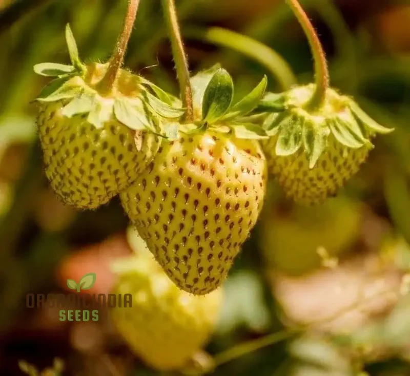 Dwarf Strawberry Fruit Seeds for Planting, Growing Delicious and Compact Strawberries in Your Garden