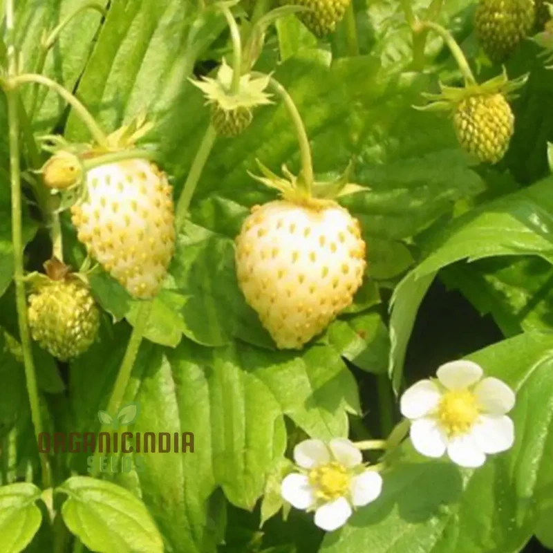 Dwarf Strawberry Fruit Seeds for Planting, Growing Delicious and Compact Strawberries in Your Garden