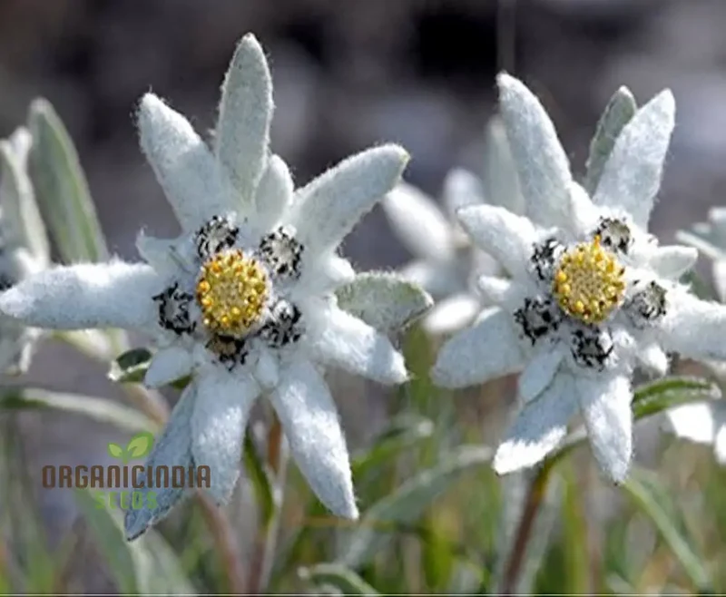 Nema Edelweiss (Leontopodium alpinum) Flower Seeds for Gardening Enthusiasts â€“ Perfect for Your Alpine Garden