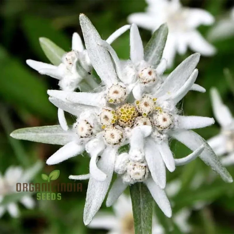 Nema Edelweiss (Leontopodium alpinum) Flower Seeds for Gardening Enthusiasts â€“ Perfect for Your Alpine Garden