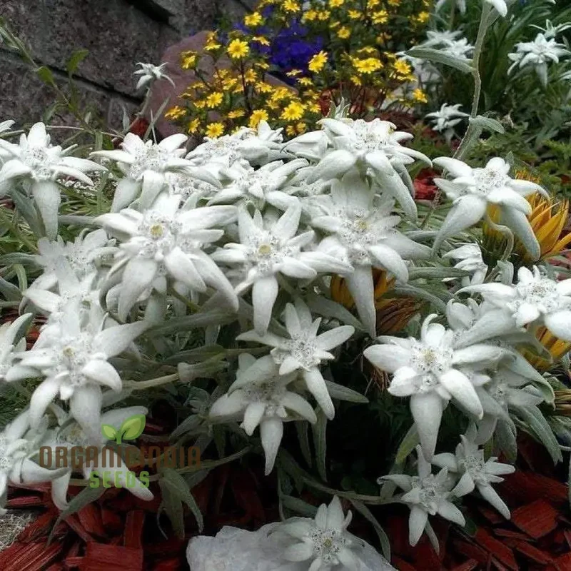 Nema Edelweiss (Leontopodium alpinum) Flower Seeds for Gardening Enthusiasts â€“ Perfect for Your Alpine Garden