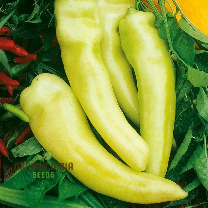 All Season Hybrid Sweet Banana Pepper Seeds Pack - 50 Organic Seeds for Pest Resistant Gardening - High Yield All-Season Planting
