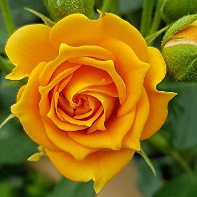 Yellow Rose Flower Seeds for Planting, High-Quality Seeds for Vibrant Yellow Blooms