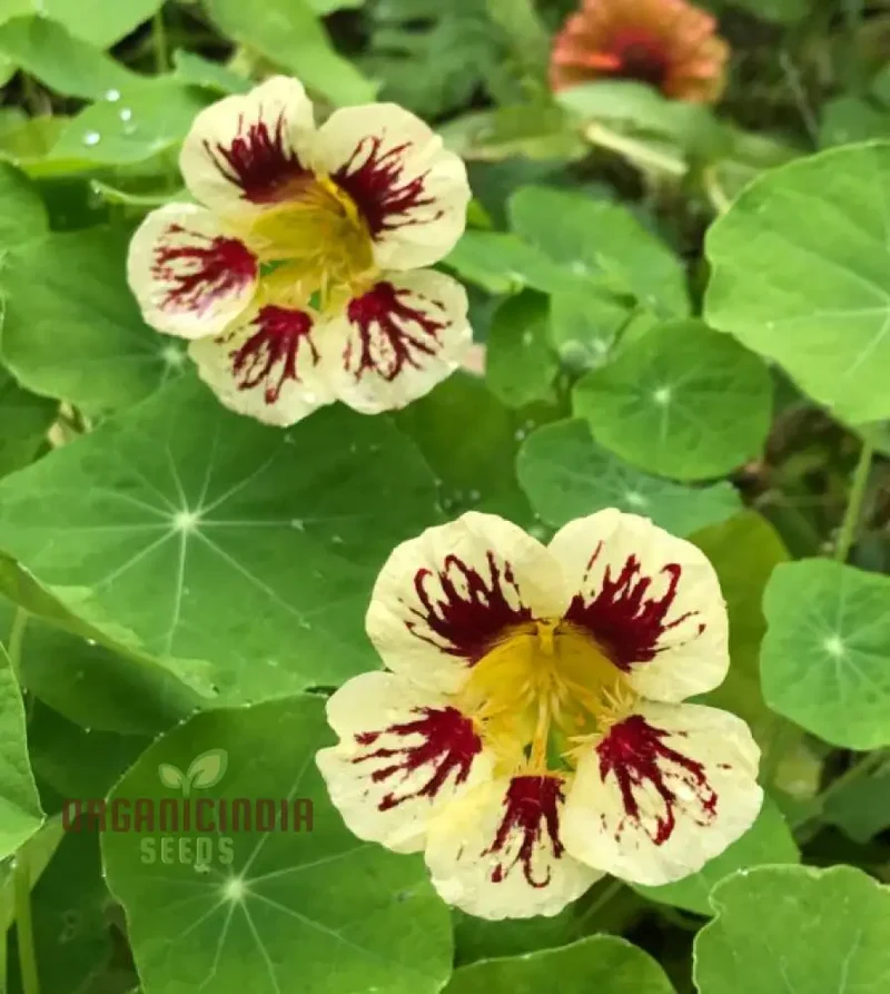 Lady Bird Cream Purple Nasturtium Flower Seeds For Planting, Expert Tips for Planting and Gardening